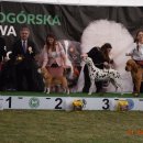 pieski3d 197